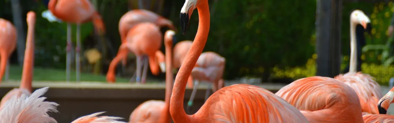 Best Family Activities in San Diego: Zoos, Parks & Kid-Friendly Attractions