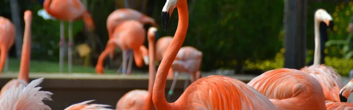 Best Family Activities in San Diego: Zoos, Parks & Kid-Friendly Attractions