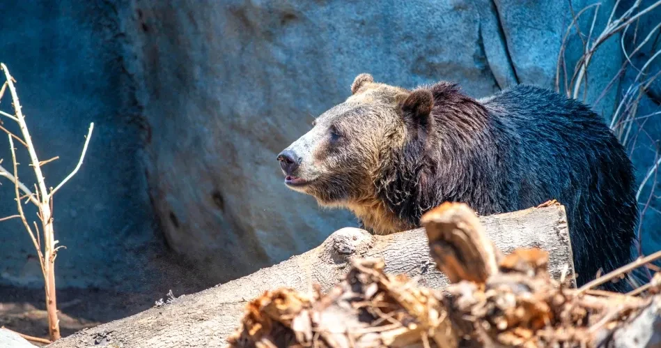Best Family Activities in San Diego: Zoos, Parks & Kid-Friendly Attractions