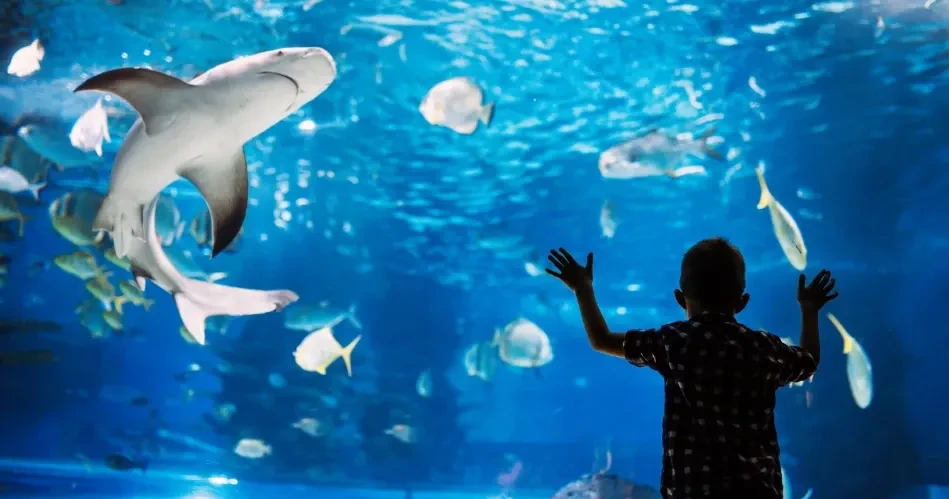 Best Family Activities in San Diego: Zoos, Parks & Kid-Friendly Attractions
